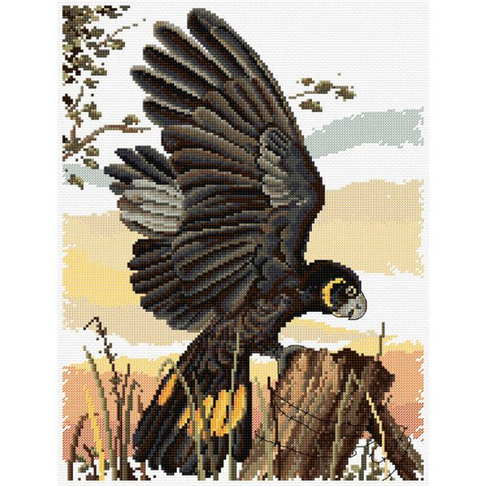 Black Cockatoo