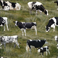 Holstein Cow Fabric